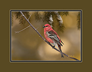 Pine Grosbeak